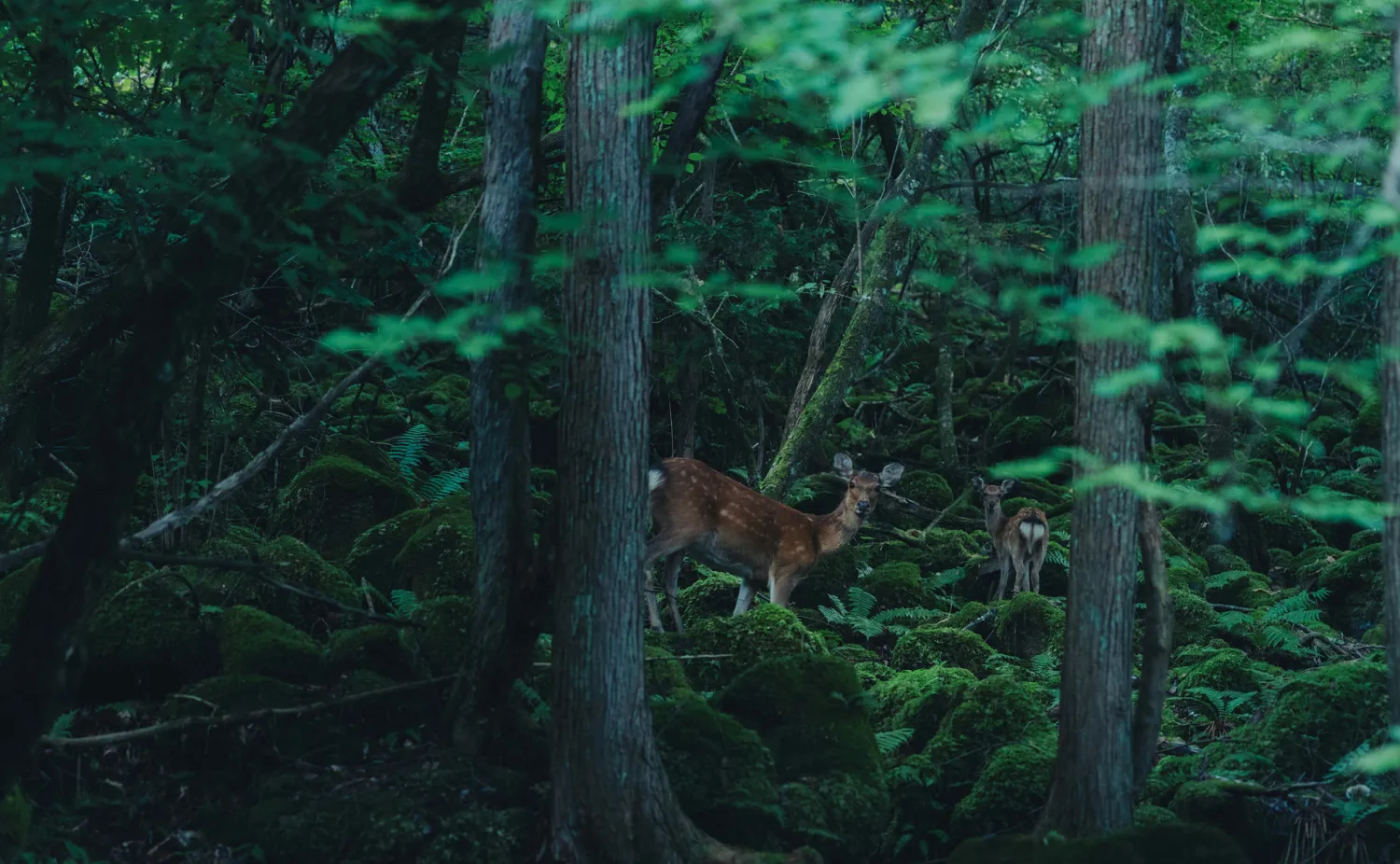 高原の草原で佇む鹿と蓼科山の風景