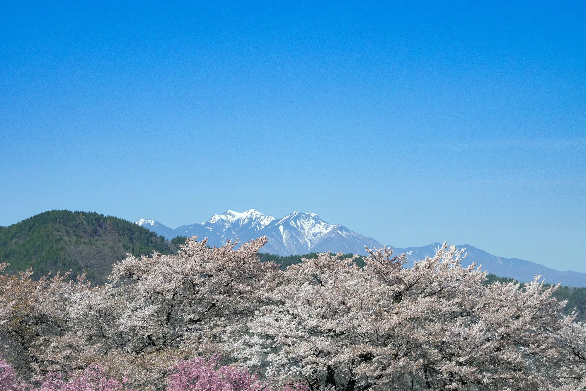  桜開花予報とおすすめお花見エリア4選