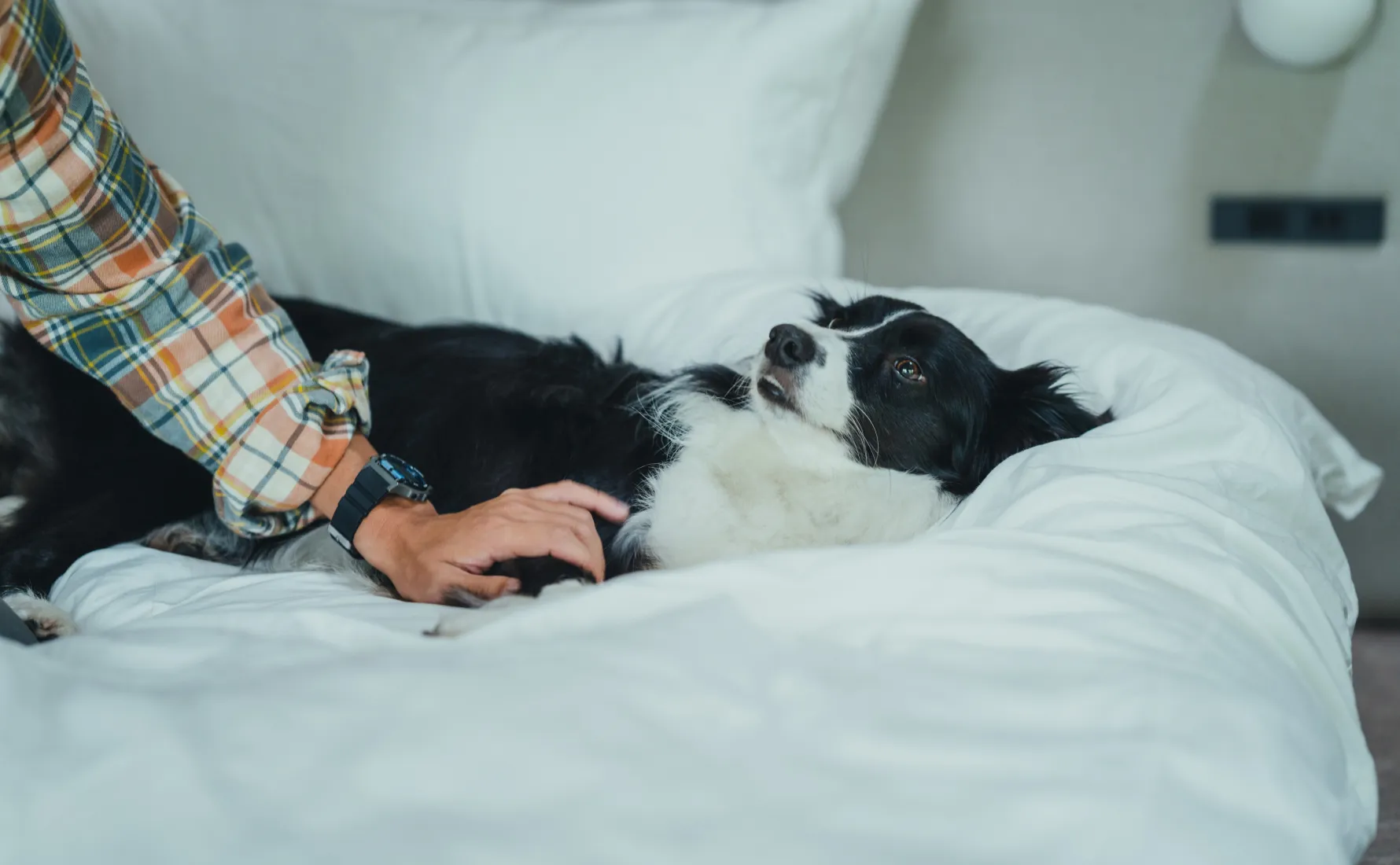 愛犬との自由な物語が始まる場所