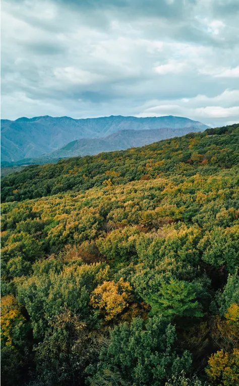 Nasu
