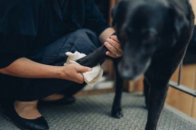 Dog Friendlyのルールの画像2